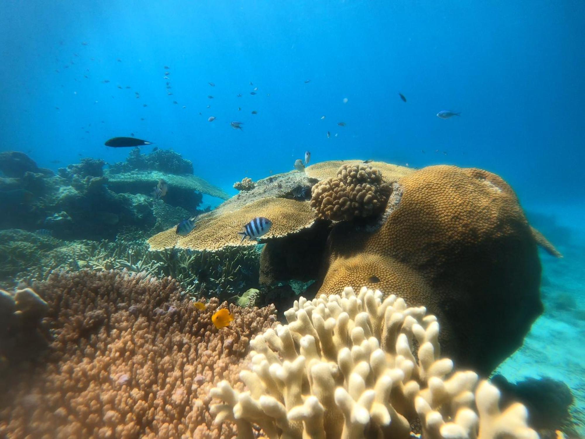 Natuna Dive Resort ラナイ エクステリア 写真